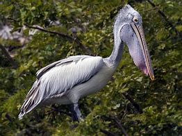 Image result for Spot-billed Pelican