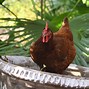 Image result for Image of the Rhode Island Red