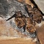 Image result for Bitten by a West Virginia Bats