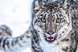 Image result for Blue Eyed Snow Leopard