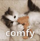 Image result for Cozy Cat Meme