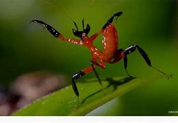 Image result for Kung Fu Mantis Style