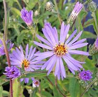 Image result for Aster macrophyllus Twilight