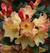 Image result for Rhododendron Nancy Evans