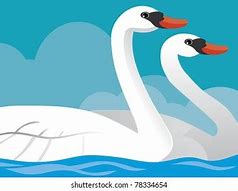 Image result for Mute Swan Cartoon