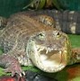 Image result for Pet Crocodile
