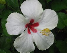 Image result for flor