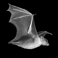 Image result for Bat Flight