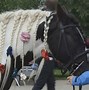 Image result for James the Horse Trainer From Free Rein