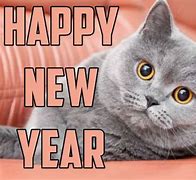 Image result for Happy New Year Cat Pictures