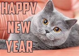 Image result for Happy New Year Cat Wallpaper