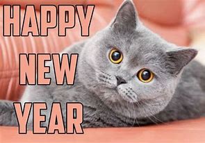 Image result for Happy New Yeat Cat