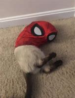 Image result for Spider Cat Meme 2019