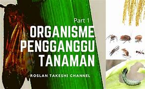 Image result for Organisme Pengganggu Tanaman