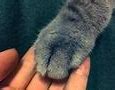 Image result for Injured Cat Paw
