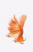 Image result for iPhone 15 TV Advert with Big Fish