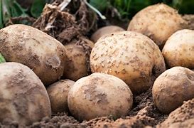 Image result for Largest Potato