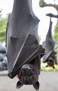 Image result for Black Hanging Bats