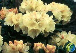 Image result for Rhododendron (Y) Centennial Gold