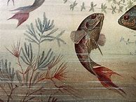 Image result for Vintage Fish Prints