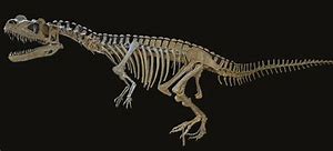 Image result for Ceratosaurus Skeleton