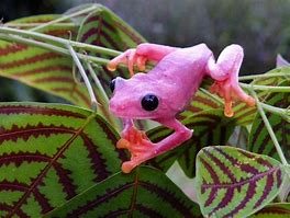Image result for Colored Tree Frog