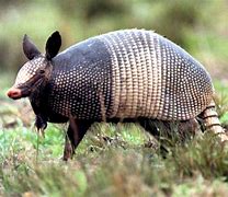 Image result for Cool Armadillo Image
