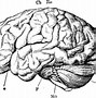 Image result for Brain Drawing Straight