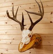 Image result for Buck Deer Skull