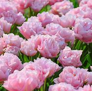Image result for Tulipa Mariage