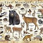 Image result for Florida Small Mammal