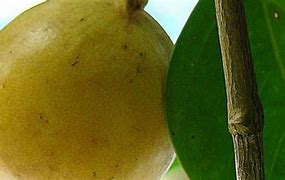 Image result for Poison Guava