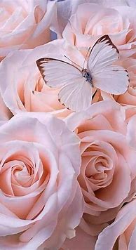 Image result for Pink Rose Wallpaper for iPhone
