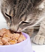 Image result for World's Best Cat Food