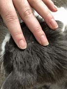 Image result for White Scab On Cat