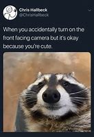 Image result for Funny Memes About Raccoons