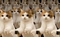 Image result for Cat Clap Dance Meme