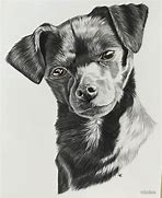 Image result for Beautiful Pencil Drawings of Dogs