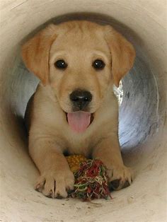 Yellow Lab puppy | Puppies, Cute animals, Pets