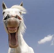 Image result for PCT Horse Happy