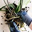 Image result for Orchid Stem Rot