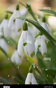 Image result for Galanthus Jessica