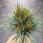 Pinus koraiensis Spring Grove-साठीचा प्रतिमा निकाल