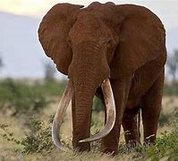 Image result for Satao the Largest Elephant Recorded