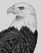 Image result for Bald Eagle Sketch