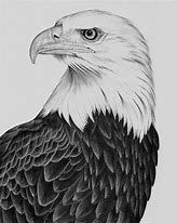Image result for Bald Eagle Line Drawing