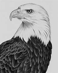 Image result for Eagle Head Side View Drawing
