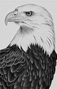 Image result for Bald Eagle Line Drawing