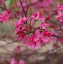 Image result for Small Crab Apple Tree