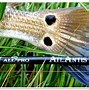 Image result for Pro Rods Diecast